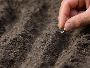 methode-culture-pousser-tournesol-chez-soi planter et entretenir graine de tournesol pour faire pousser