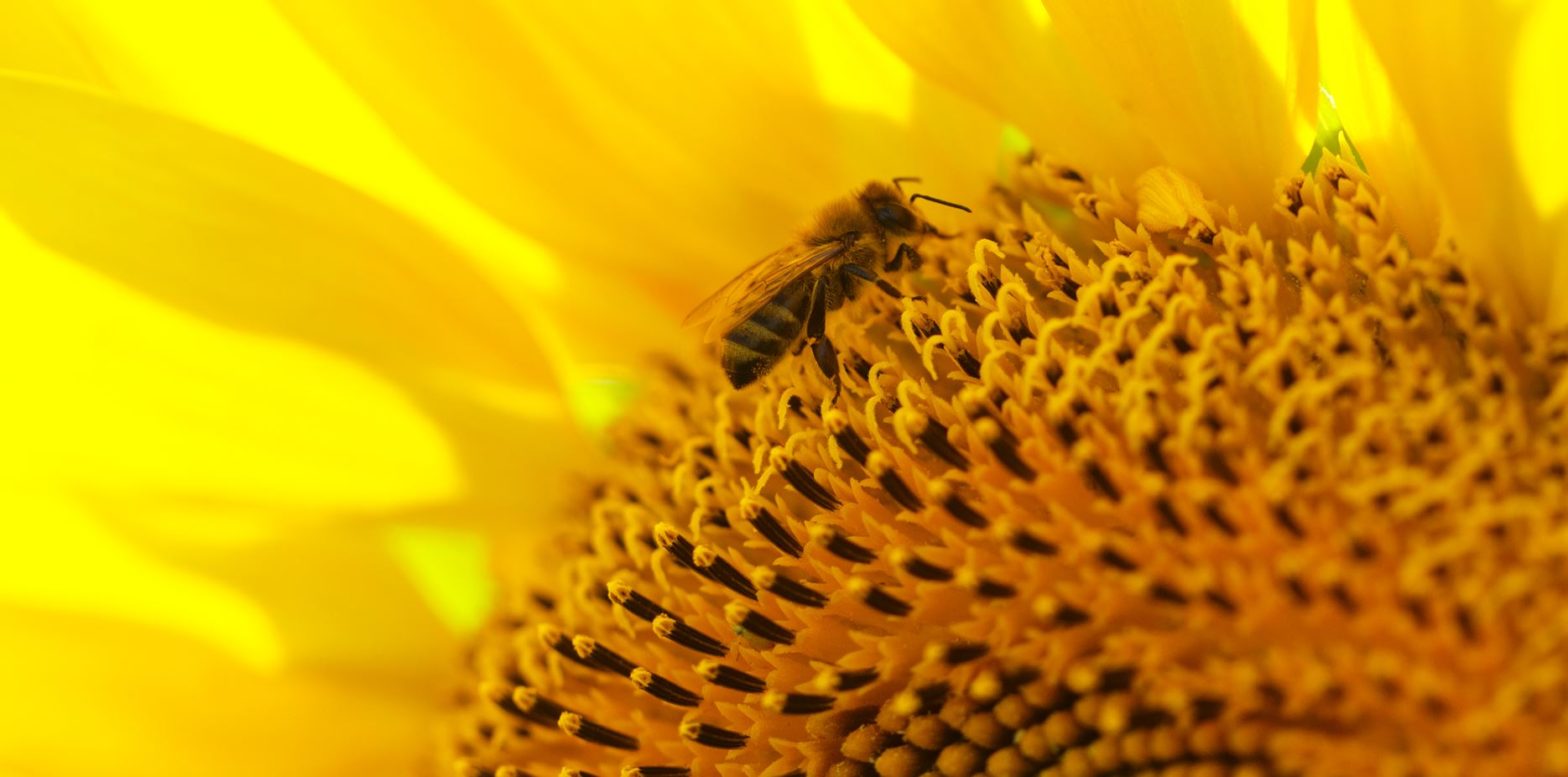 La floraison du tournesol