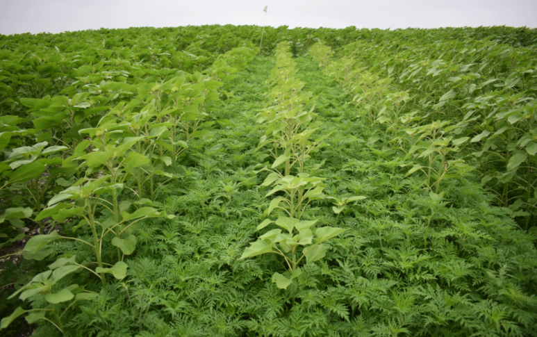 Comment les agriculteurs luttent-ils contre l’ambroisie ?