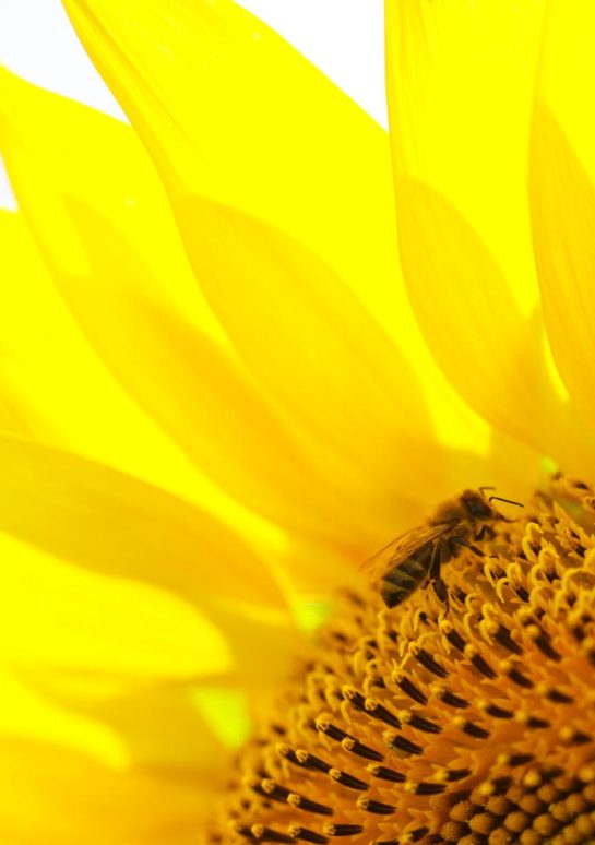 Tournesol en fleur butineuse abeille dessus jeu concours plus beau tournesol de Charente