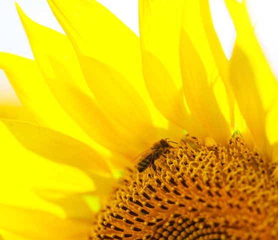 Tournesol en fleur butineuse abeille dessus jeu concours plus beau tournesol de Charente