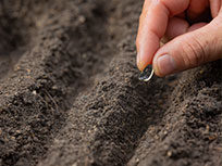 planter graine tournesol terre